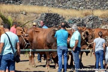 Muestra de ganado de las fiestas del patrono de Telde (Foto  Francisco Javier Santana)
